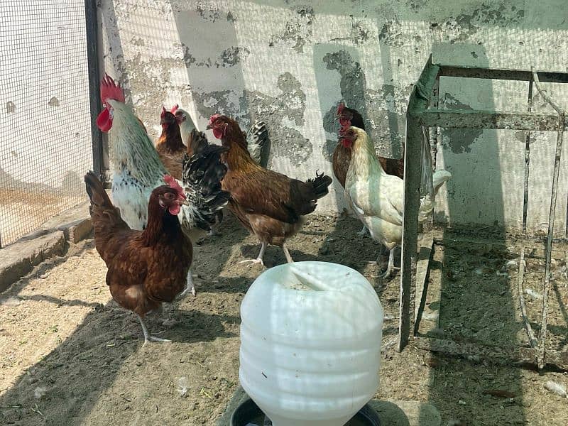 5 Murgia and 1 Murga for Sale 2