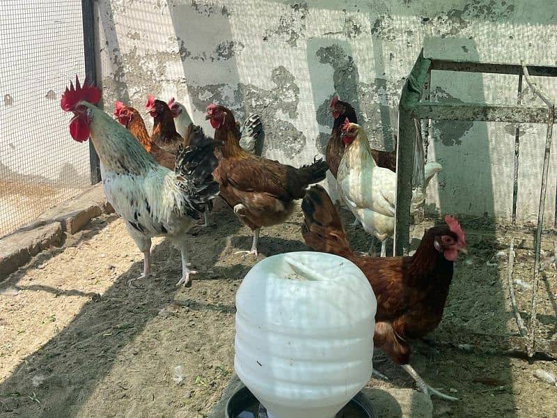 5 Murgia and 1 Murga for Sale 3