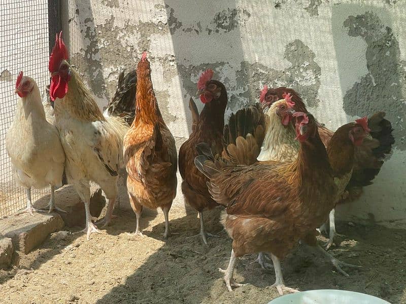 5 Murgia and 1 Murga for Sale 4