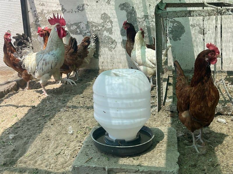 5 Murgia and 1 Murga for Sale 5