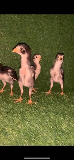 King Shamo Chicks