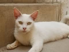 ya percion cat female ha