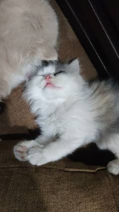 Persian kittens