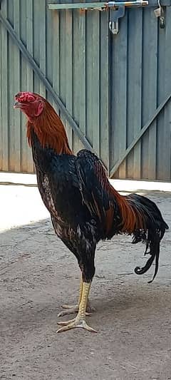 Aseel Shamo Homebreed