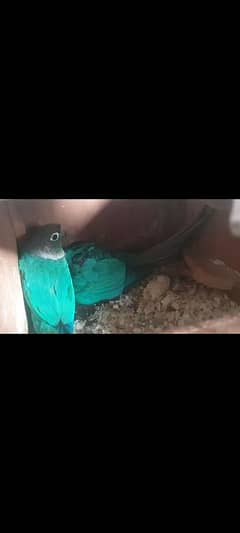 blue Torquise Conure Black Chest Breeder Pair