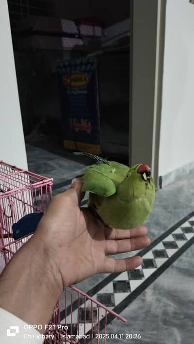 Hand tame  no bite MASHA ALLAH Healthy