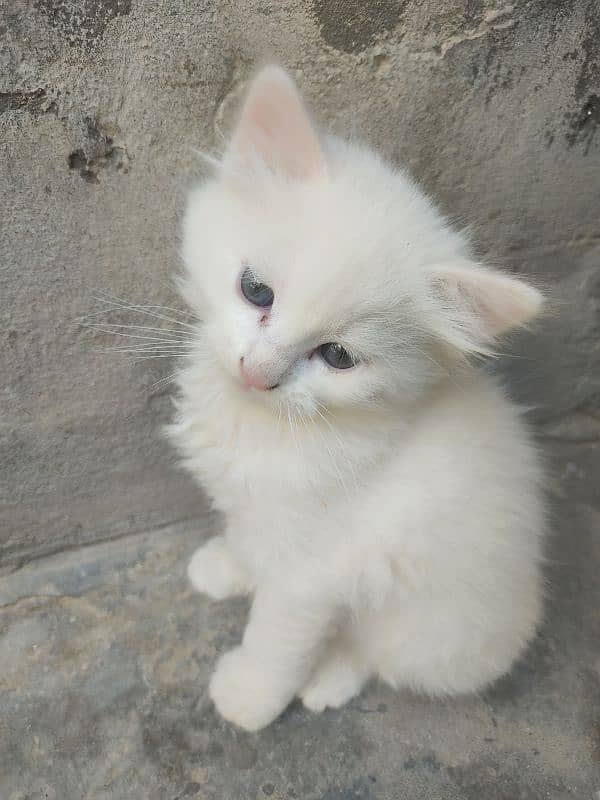 Black Double Core Kitten Female 2