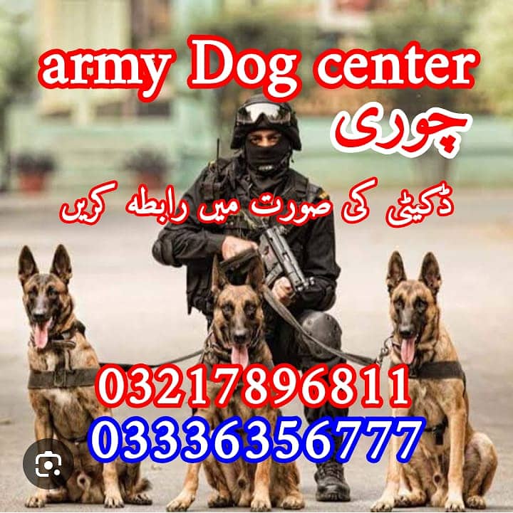 Security Dog , Labrador dog Different Breed Available 1