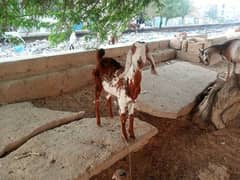 beautiful goat with 5 months female kid