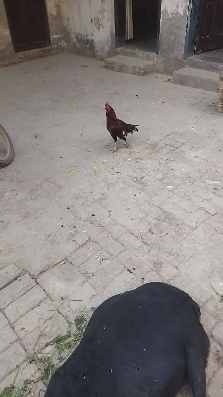 aseel ptha or aseel egg bi hy white madi hy sath 0