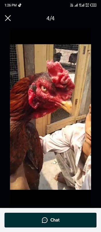 aseel ptha or aseel egg bi hy white madi hy sath 1