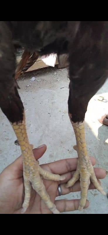 aseel ptha or aseel egg bi hy white madi hy sath 4