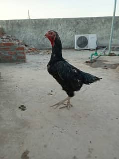 Black Shamo