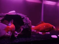 fish pairs for sale
