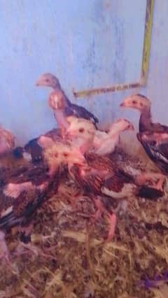 chikes for sale Heera blood