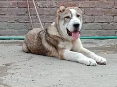 Imported Alabai male puppy available for sale