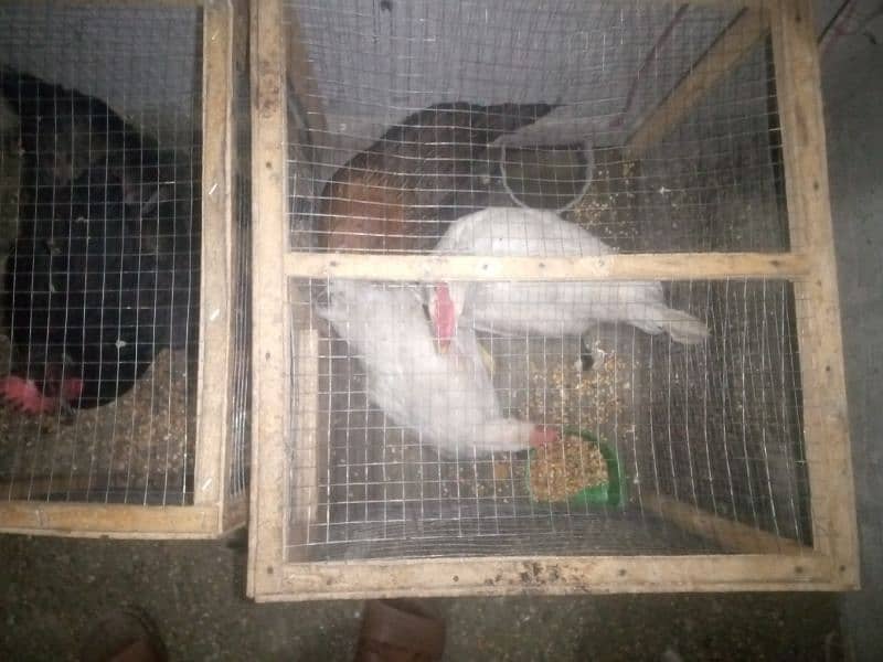 7 hens with 3 cages 4 male or 3 female(03053991673/Whatsupp) 0