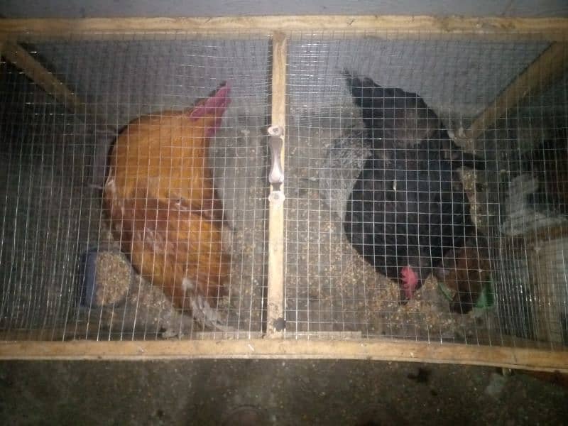 7 hens with 3 cages 4 male or 3 female(03053991673/Whatsupp) 1
