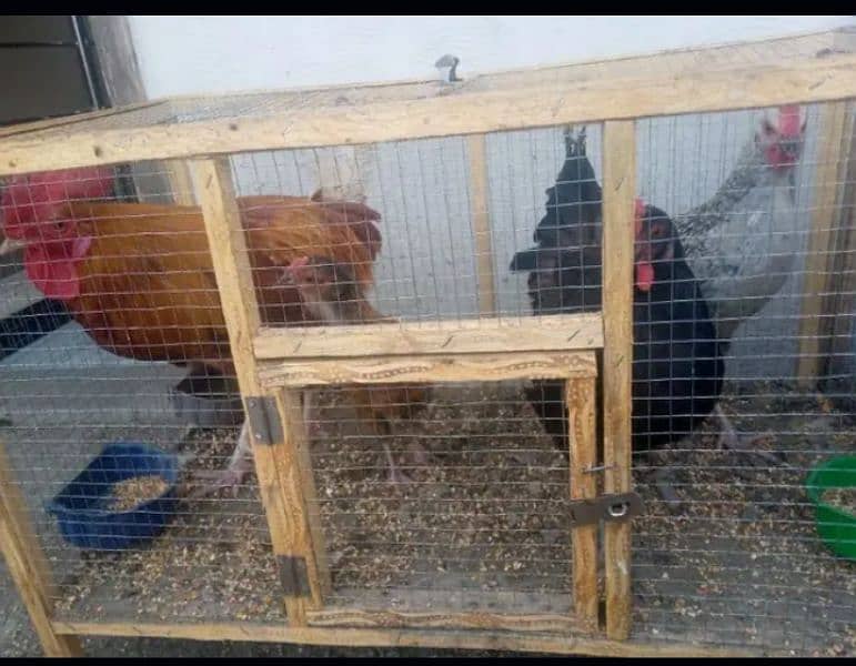 7 hens with 3 cages 4 male or 3 female(03053991673/Whatsupp) 2