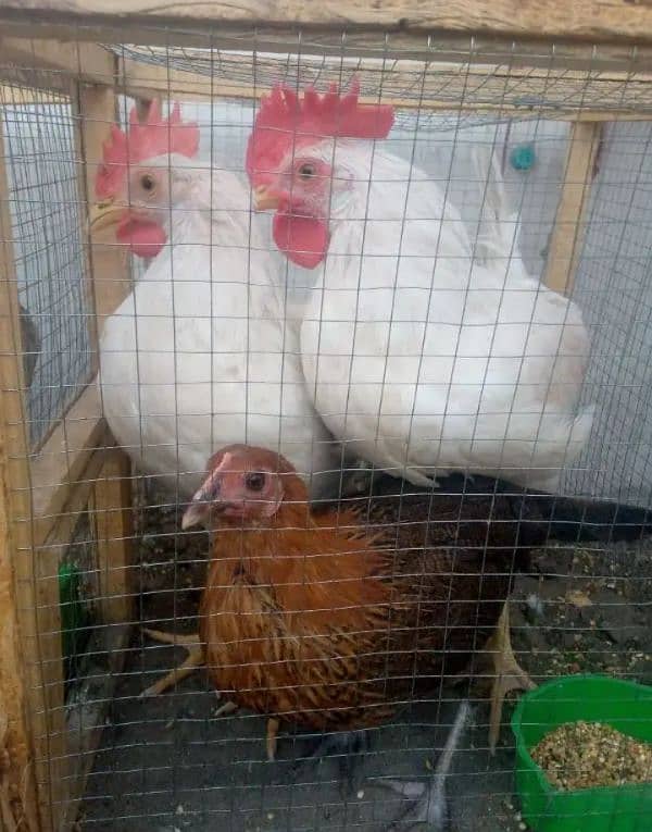 7 hens with 3 cages 4 male or 3 female(03053991673/Whatsupp) 3