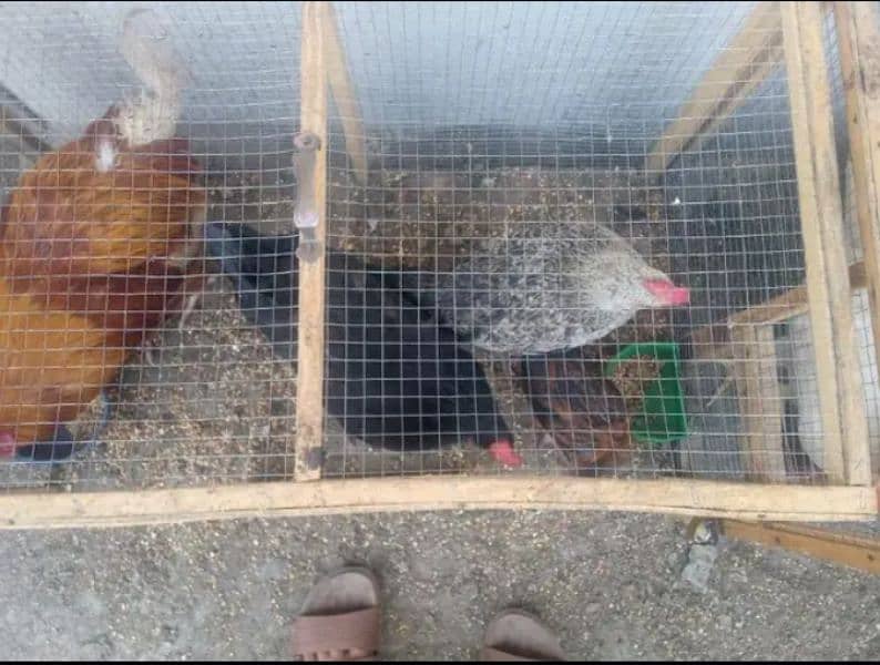 7 hens with 3 cages 4 male or 3 female(03053991673/Whatsupp) 4
