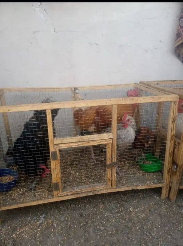 7 hens with 3 cages 4 male or 3 female(03053991673/Whatsupp) 5