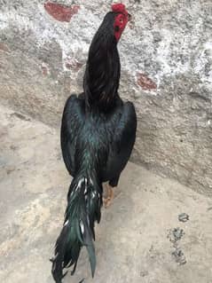 Aseel lasani x mian waali