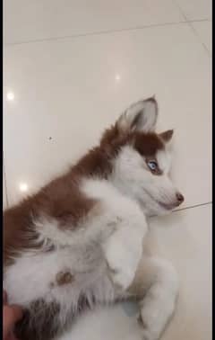 siberian
