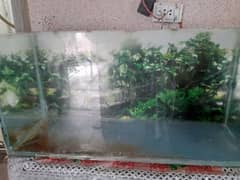 Fish Aquarium | Crystal Clear Glass | perfect for fish lovers