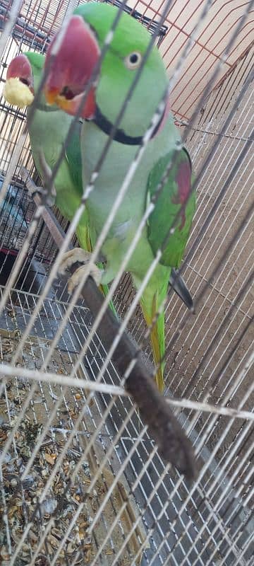 Raw Parrot Pair 0