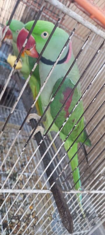 Raw Parrot Pair 1
