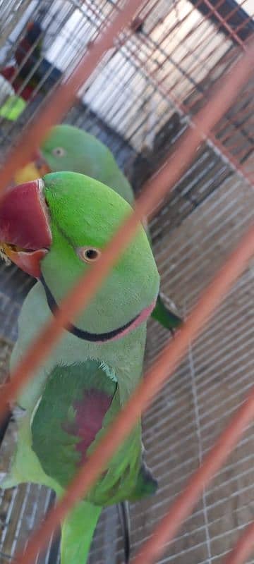 Raw Parrot Pair 2