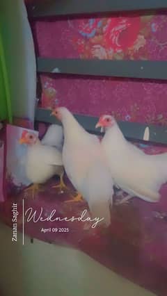 Polish Hen Male japanese 3