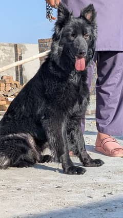 Black German shepherd female urgnt sale tp qualty Lng cot 0334 4547547