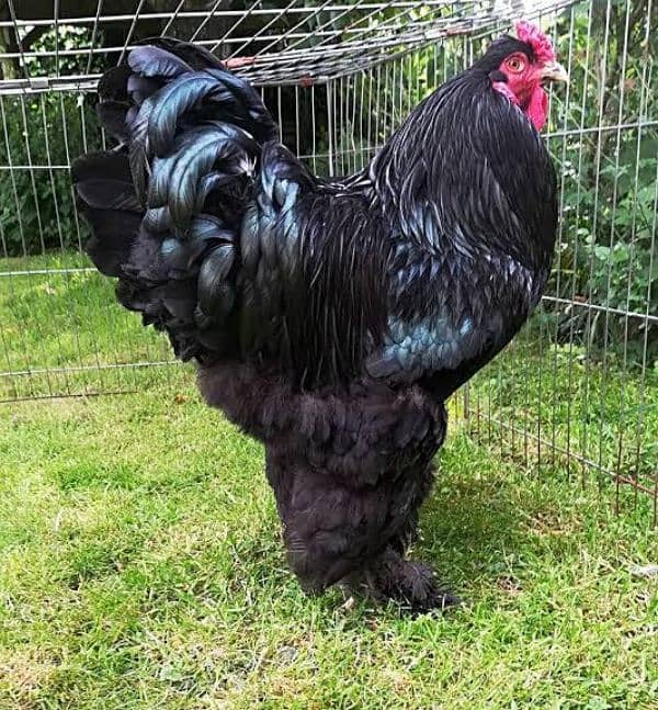 Coco ' blue bharama and other fancy chicks available 5