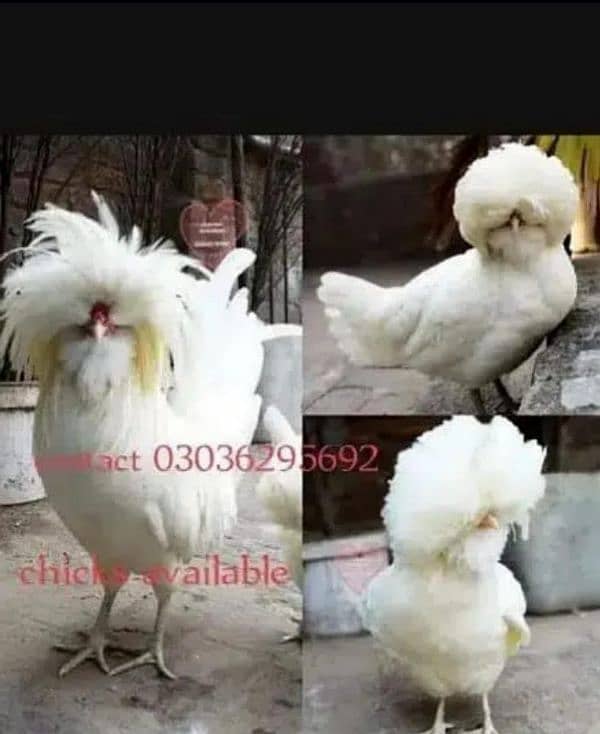 Coco ' blue bharama and other fancy chicks available 10