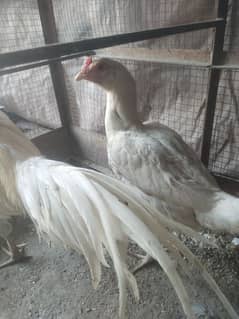 aseel