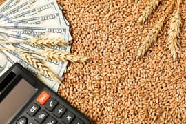 wheat , Desi Gandum