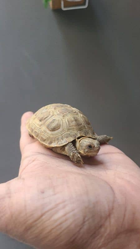 Russian turtoise/ turtle 0