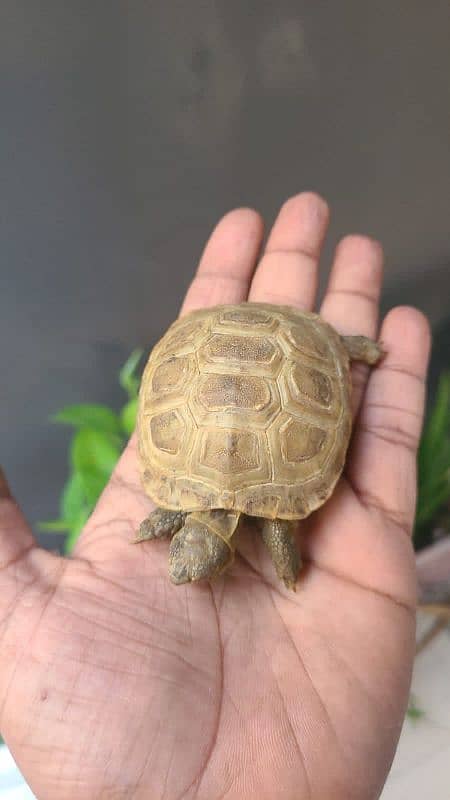 Russian turtoise/ turtle 1