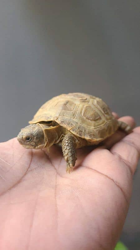 Russian turtoise/ turtle 2