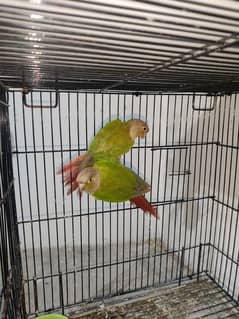 Cinamon