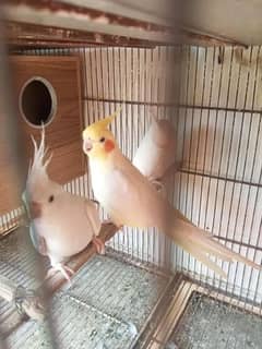 Cockatiel