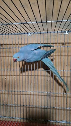 blue