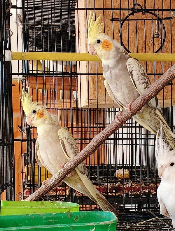 Ringneck / Pineapple Conure / Pearl Cockatiel breeder pairs 1