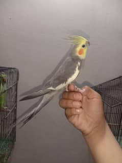 cockatiel