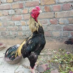 Aseel