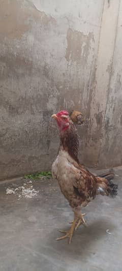 Murghe ke body check kro bs Aap