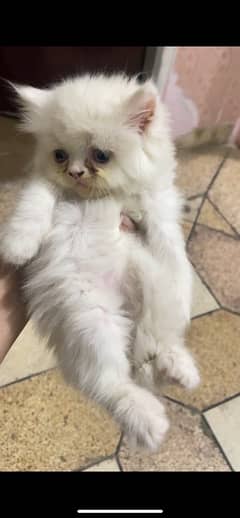 Persian
