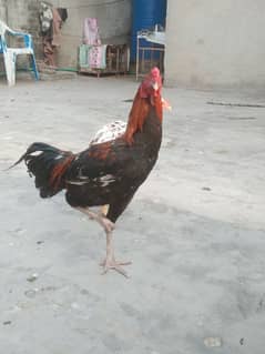 hen/aseel